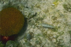 Wrasse - Slippery Dick - Halichoeres bivittatus