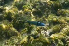 Wrasse - Bluehead Wrasse - Thalassoma bifasciatum