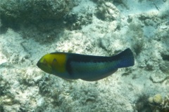 Wrasse - Yellowhead Wrasse - Halichoeres garnoti