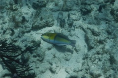 Wrasse - Yellowhead Wrasse - Halichoeres garnoti