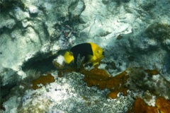 Angelfish - Rock Beauty - Holacanthus tricolor