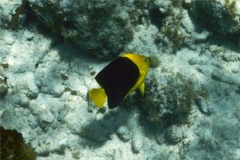 Angelfish - Rock Beauty - Holacanthus tricolor