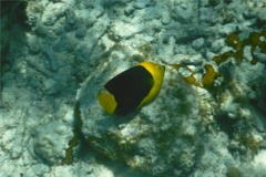 Angelfish - Rock Beauty - Holacanthus tricolor