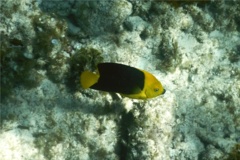 Angelfish - Rock Beauty - Holacanthus tricolor