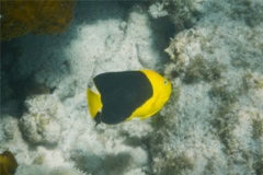 Angelfish - Rock Beauty - Holacanthus tricolor