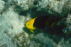 Angelfish - Rock Beauty - Holacanthus tricolor