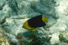 Angelfish - Rock Beauty - Holacanthus tricolor