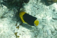 Angelfish - Rock Beauty - Holacanthus tricolor