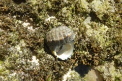 Chiton - West Indian Green Chiton - Chiton tuberculatus