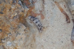 Sea Cucumbers - Sand Sea Cucumber - Holothuria arenicola