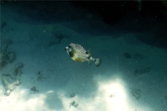 Trunkfish - Smooth Trunkfish - Lactophrys triqueter