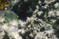 Butterflyfish - Foureye Butterflyfish - Chaetodon capistratus