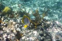 Butterflyfish - Spotfin Butterflyfish - Chaetodon ocellatus