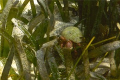 Crabs - Stareye Hermit Crab - Dardanus venosus