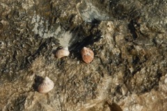 Sea Snails - Chestnut Turbo Snail - Turbo castanea