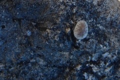 Limpets - Antilles Limpet - Lottia antillarum