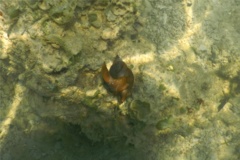 Sea Snails - Tulip Snail - Fasciolaria tulipa