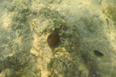 Sea Snails - Tulip Snail - Fasciolaria tulipa