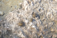 Sea Snails - False Prickly Winkle - Tectarius antonii