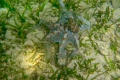 Octopuses - Caribbean Reef Octopus - Octopus briareus