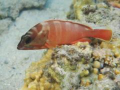 Groupers - Blacktip Grouper - Epinephelus fasciatus