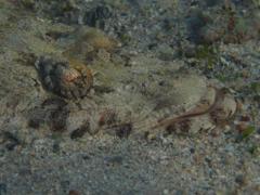 Flatheads - Carpet Flathead - Papilloculiceps longiceps