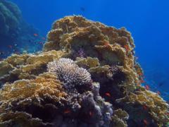 Basslets - Sea Goldie(Jewel Fairy Basslet,Scalefin Anthias) - Pseudanthias squamipinnis