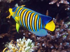 Angelfish - Royal Angelfish - Pygoplites diacanthus