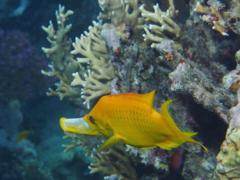 Wrasse - Slingjaw Wrasse - Epibulus insidiator