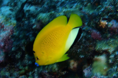 Angelfish - Threespot Angelfish - Apolemichthys trimaculatus