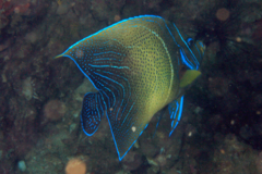 Angelfish - Semicircle Angelfish - Pomacanthus semicirculatus