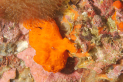 Frogfish - Painted Frogfish - Antennarius pictus