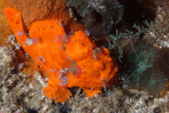 Frogfish - Painted Frogfish - Antennarius pictus