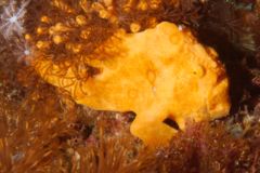 Frogfish - Painted Frogfish - Antennarius pictus