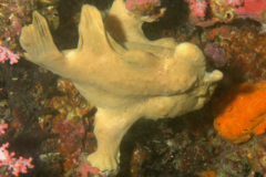 Frogfish - Commerson's Frogfish - Antenarius commerson