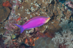 Basslets - Purple Queen - Pseudanthias tuka