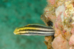 Blennies - Shorthead fangblenny - Petroscirtes breviceps