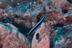 Blennies - Blue-striped Fangblenny - Plagiotremus rhinorhynchus