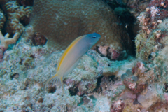 Blennies - Yellowtail Fangblenny - Meiacanthus atrodorsalis