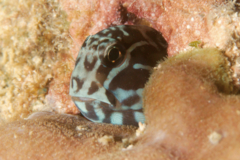 Blennies - Barred Blenny - Cirripectes polyzona