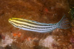 Blennies - Striped fangblenny - Meiacanthus grammistes