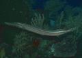 Trumpetfish - Trumpetfish - Aulostomus maculatus