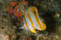 Butterflyfish - Copperband Butterflyfish - Chelmon rostratus