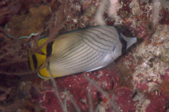 Butterflyfish - Vagabond Butterflyfish - Chaetodon vagabundus