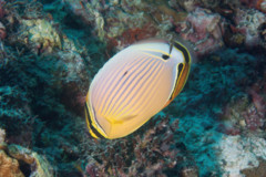 Butterflyfish - Pinstriped Butterflyfish - Chaetodon lunulatus