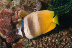 Butterflyfish - Sunburst butterflyfish - Chaetodon kleinii