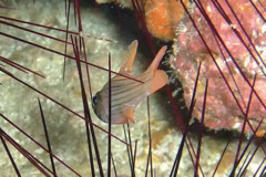 Cardinalfish - Many-lined Cardinalfish - Apogon multinlineatus