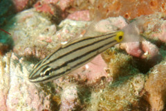 Cardinalfish - Fiveline Cardinalfish - Cheilodipterus quinquelineatus