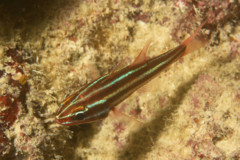 Cardinalfish - Black-stripe Cardinalfish - Apogon nigrofasciatus