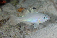 Cardinalfish - Cheek-spots Cardinalfish - Apogon chrysopomus